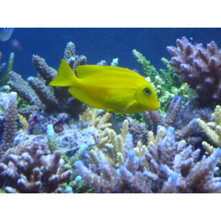 Acanthurus olivaceus - Orange band Surgeonfish / Orange-epaulette Surgeonfish / Orangeband Surgeonfish juvenil