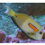 Acanthurus olivaceus - Orangefleck Doktor in Umfärbung ca.7-10cm