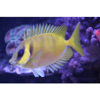 Siganus corallinus - Indischer Korallen-Kaninchenfisch S...