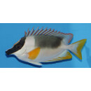 Siganus magnificus - Magnificent Rabbitfish / Andaman Fox-face / Spinefoot small