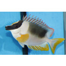 Siganus magnificus - Magnificent Rabbitfish / Andaman Fox-face / Spinefoot small