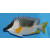 Siganus magnificus - Magnificent Rabbitfish / Andaman Fox-face / Spinefoot small