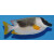 Siganus magnificus - Magnificent Rabbitfish / Andaman Fox-face / Spinefoot small
