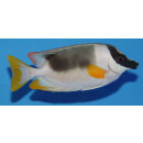 Siganus magnificus - Andamanen Fuchsgesicht M ca. 8-12cm
