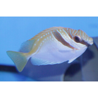 Siganus virgatus - Barhead spinefoot medium