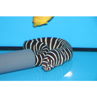 Gymnomuraena zebra - Zebra moray medium