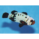 Amphiprion ocellaris - Bullet Hole - Clownfish (captive...