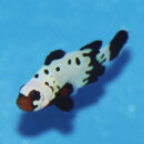 Amphiprion ocellaris - Bullet Hole - Clownfish (captive...