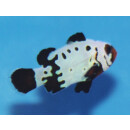 Amphiprion ocellaris - Bullet Hole - Clown-Anemonenfisch (Nachzucht)