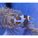 Amphiprion percula - Premium Picasso Clowfish (captive...