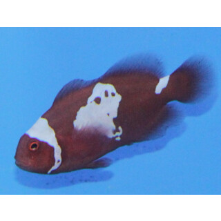 Premnas biaculeatus - Maroon Snowflake Clownfish (captive breeding)