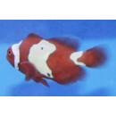 Premnas biaculeatus - Maroon Snowflake Clownfish (Nachzucht)