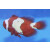 Premnas biaculeatus - Maroon Snowflake Clownfish (Nachzucht)