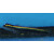 Elacatinus figaro - Sharknose gobyl (captive breeding)