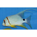 Symphorichthys spilurus - Segelflossen-Schnapper L (gr&ouml;&szlig;er als 20cm