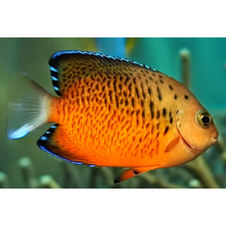 Centropyge ferrugata - Rotbrauner Zwergkaiserfisch