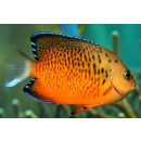 Centropyge ferrugata - Rusty angelfish