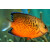 Centropyge ferrugata - Rusty angelfish