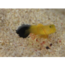 Cryptocentrus cinctus - Yellow prawn-goby / yellow...