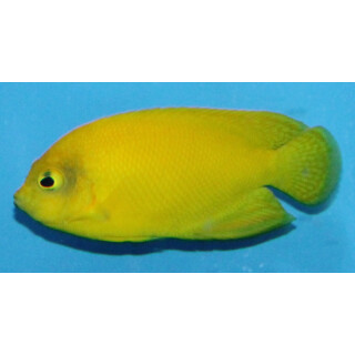 Centropyge heraldi - Yellow angelfish