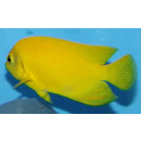 Centropyge heraldi - Yellow angelfish