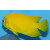 Centropyge heraldi - Yellow angelfish