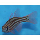 Ostorhinchus compressus - Ochre-striped cardinalfish