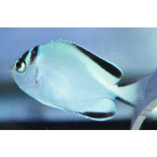 Genicanthus watanabei - Blackedged angelfish