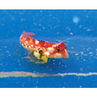 Synchiropus tudorjonesi - Redback dragonet pair