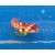 Synchiropus tudorjonesi - Redback dragonet pair