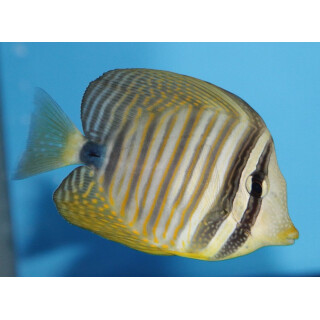 Zebrasoma desjardinii - Red Sea Sailfin Tang small