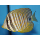 Zebrasoma desjardinii - Red Sea Sailfin Tang small