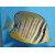 Zebrasoma desjardinii - Red Sea Sailfin Tang small