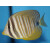 Zebrasoma desjardinii - Red Sea Sailfin Tang small