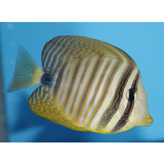 Zebrasoma desjardinii - Red Sea Sailfin Tang medium