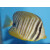 Zebrasoma desjardinii - Red Sea Sailfin Tang medium