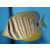 Zebrasoma desjardinii - Red Sea Sailfin Tang medium