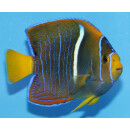 Holacanthus passer - King angelfish semiadult