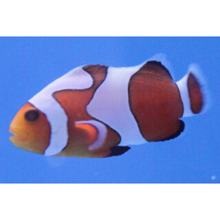 Amphiprion ocellaris Gladiator - Clown-Anemonenfish (captive breeding)