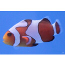 Amphiprion ocellaris Gladiator - Clown-Anemonenfish...