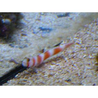 Amblyeleotris aurora - Pinkbar goby