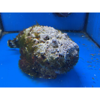 Synanceia verrucosa - Steinfisch (äußerst giftig!!)  ca.10cm