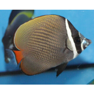 Chaetodon collare - Halsband-Falterfisch ca. 5-6cm