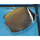 Chaetodon collare - Brown Butterflyfish, Collare Butterflyfish, Collared Butterflyfish