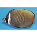 Chaetodon collare - Brown Butterflyfish, Collare...