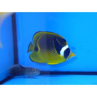 Chaetodon lunula - Raccoon butterflyfish