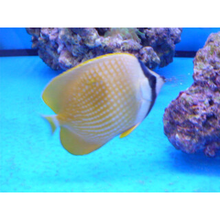 Chaetodon kleinii - Sunburst butterflyfish medium