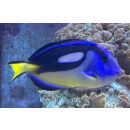 Paracanthurus hepatus - Paletten Doktorfisch L (Gelbbauch) ca. 9-12cm