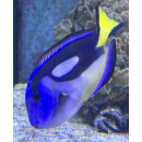 Paracanthurus hepatus - Paletten Doktorfisch L (Gelbbauch) ca. 9-12cm