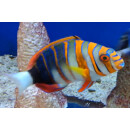Choerodon fasciatus - Harlekin-Lippfisch adult ca.10-12cm